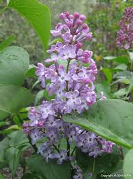 Attēlu rezultāti vaicājumam “Syringa vulgaris”