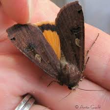 Attēlu rezultāti vaicājumam “Noctua pronuba”