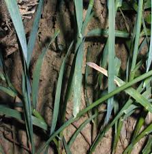 Attēlu rezultāti vaicājumam “Poa compressa”