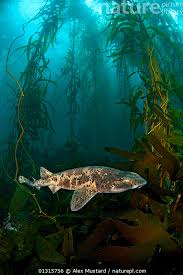 Image result for Cephaloscyllium laticeps