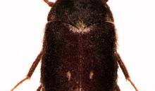 Attēlu rezultāti vaicājumam “Attagenus pellio”