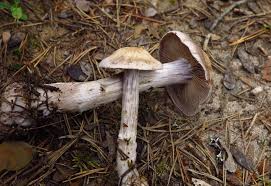 Attēlu rezultāti vaicājumam “Cortinarius traganus”