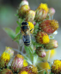 Attēlu rezultāti vaicājumam “Leucozona lucorum”