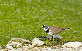 Attēlu rezultāti vaicājumam “Charadrius dubius”