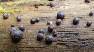 Attēlu rezultāti vaicājumam “Lycogala roseosporum spores”