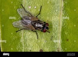 Attēlu rezultāti vaicājumam “Musca domestica”