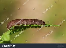 Attēlu rezultāti vaicājumam “Eupsilia transversa”