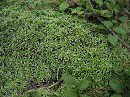 Attēlu rezultāti vaicājumam “Sphagnum fallax”