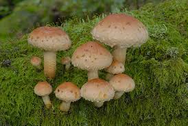 Attēlu rezultāti vaicājumam “Hypholoma lateritium”