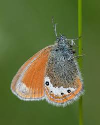 Attēlu rezultāti vaicājumam “Coenonympha glycerion underside”
