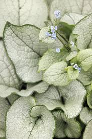 Attēlu rezultāti vaicājumam “Brunnera macrophylla”