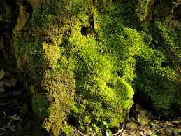 Attēlu rezultāti vaicājumam “Hypnum cupressiforme”