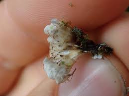 Attēlu rezultāti vaicājumam “Peltigera malacea”