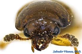 Attēlu rezultāti vaicājumam “Leiodidae larva”