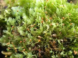 Attēlu rezultāti vaicājumam “Schistostega pennata”