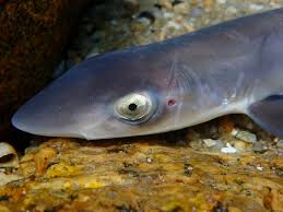 Image result for Galeorhinus galeus