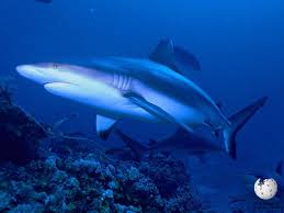 Image result for Nasolamia velox