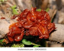 Attēlu rezultāti vaicājumam “Exidia saccharina”