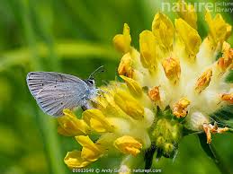 Attēlu rezultāti vaicājumam “Cupido minimus female”
