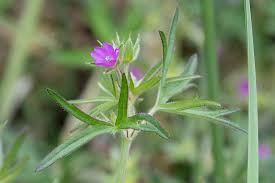 Attēlu rezultāti vaicājumam “Geranium dissectum flower”