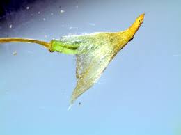 Attēlu rezultāti vaicājumam “Dicranum montanum sporophyte”