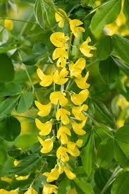 Attēlu rezultāti vaicājumam “Laburnum anagyroides”