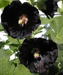 Image result for Alcea rosea nigra