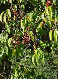 Attēlu rezultāti vaicājumam “Prunus domestica subsp. insitita fruit”