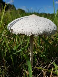 Attēlu rezultāti vaicājumam “Comatricha fragilis macro”