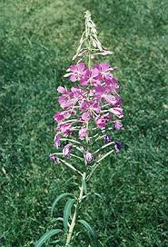 Image result for Epilobium angustifolium
