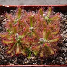 Attēlu rezultāti vaicājumam “Drosera x obovata leaf”