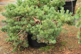 Attēlu rezultāti vaicājumam “Pinus sylvestris var. turfosa”