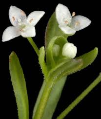 Attēlu rezultāti vaicājumam “Galium trifidum”