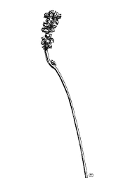 Attēlu rezultāti vaicājumam “Potamogeton praelongus leaf”