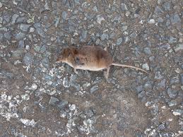 Attēlu rezultāti vaicājumam “Sorex sp.”