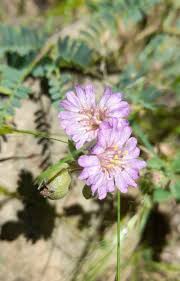 Attēlu rezultāti vaicājumam “Arcyria incarnata young”