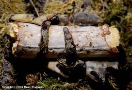 Attēlu rezultāti vaicājumam “Vuilleminia comedens”