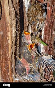 Attēlu rezultāti vaicājumam “Certhia familiaris adult”