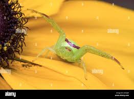 Attēlu rezultāti vaicājumam “Misumena vatia”