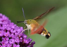 Attēlu rezultāti vaicājumam “Hemaris fuciformis”