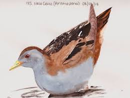 Image result for Porzana parva