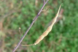 Attēlu rezultāti vaicājumam “Raphanus raphanistrum fruit”