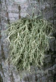 Attēlu rezultāti vaicājumam “Ramalina farinacea”