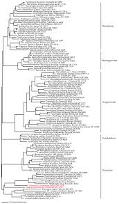 Image result for Hypanus say