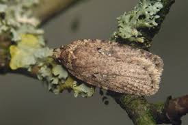 Attēlu rezultāti vaicājumam “Agonopterix ciliella imago”