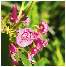 Attēlu rezultāti vaicājumam “Sphagnum wulfianum”