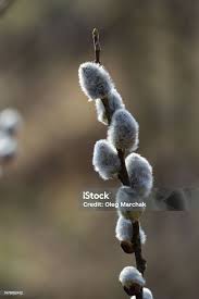 Attēlu rezultāti vaicājumam “Salix caprea bud”