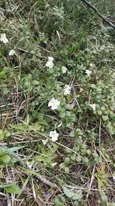 Attēlu rezultāti vaicājumam “Pinguicula alpina”