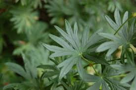 Attēlu rezultāti vaicājumam “Geranium bohemicum leaf”