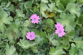 Attēlu rezultāti vaicājumam “Geranium molle flower”